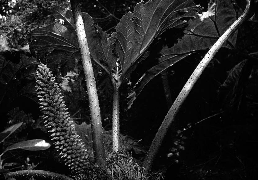 gunnera
